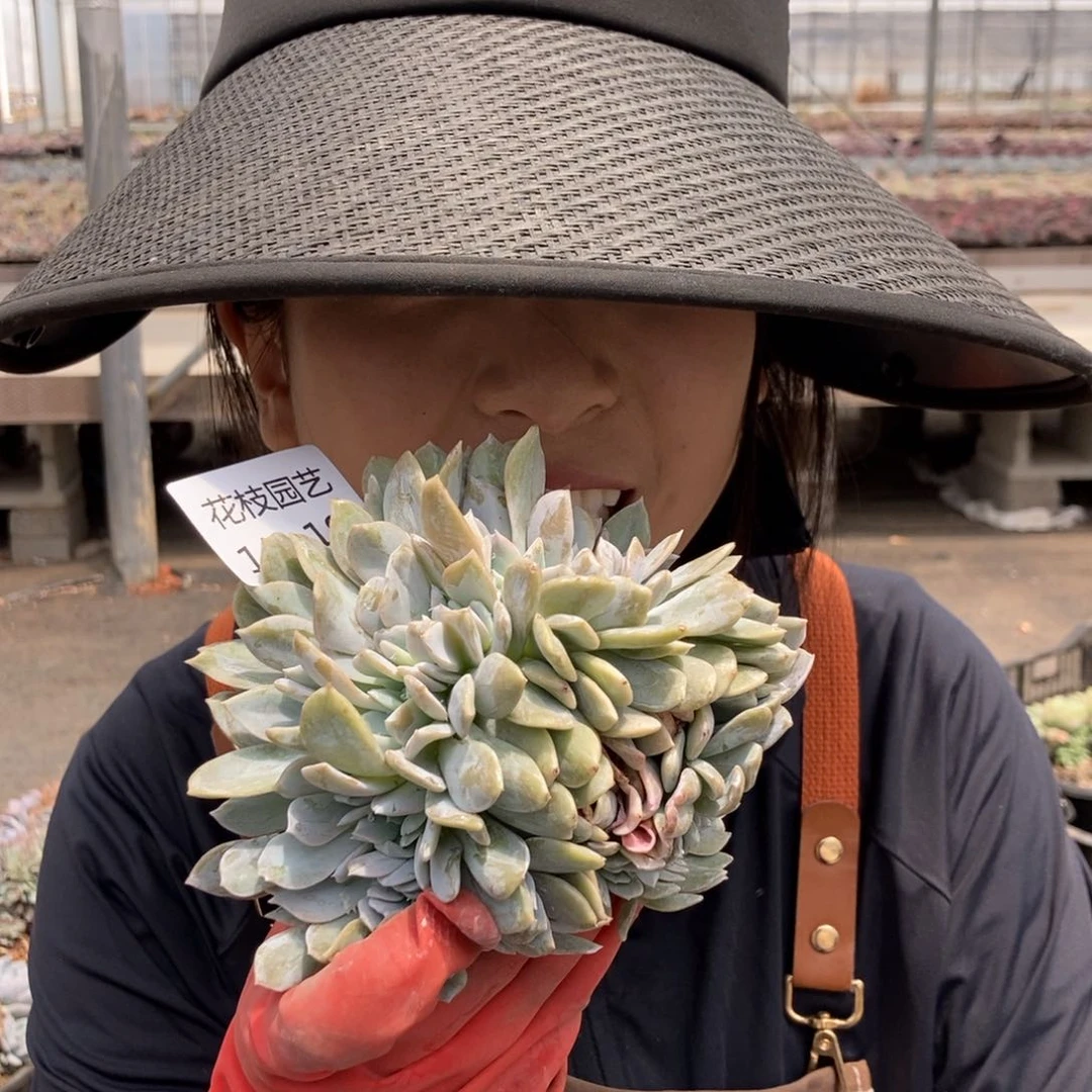 11.190白茶缀无根一物一拍