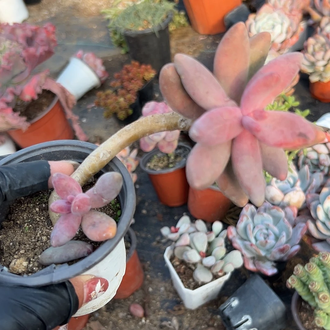 多肉植物多肉植物