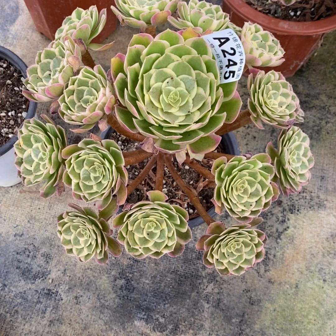 245孔雀翎福利一棵