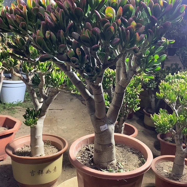 有****滥360黄金大铲一物一拍