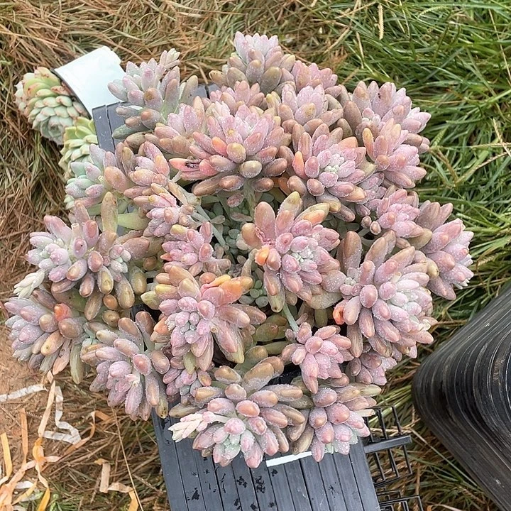 白****星黛露多肉植物群生