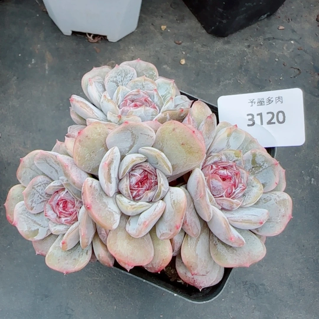 宫花群，3120多肉植物