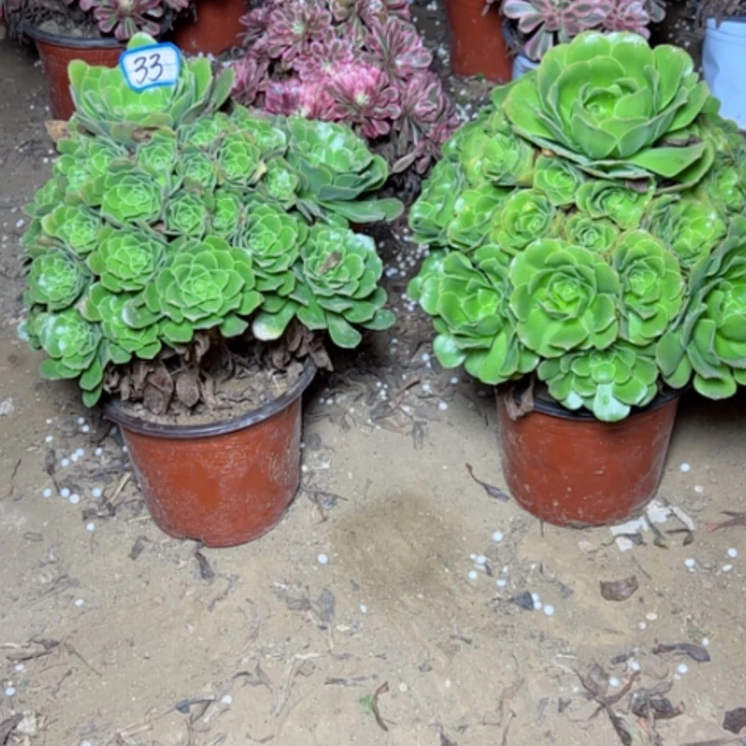 【闪购商品】省**缘绿杨荣33