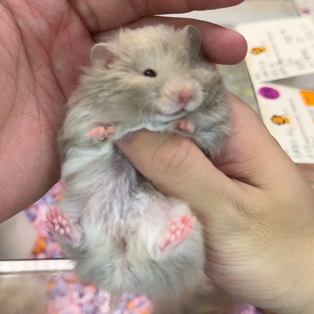 49-卷毛鸽灰mm66克7月25