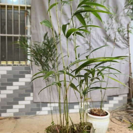 完全开放筇竹算盘竹盆栽绿植竹子