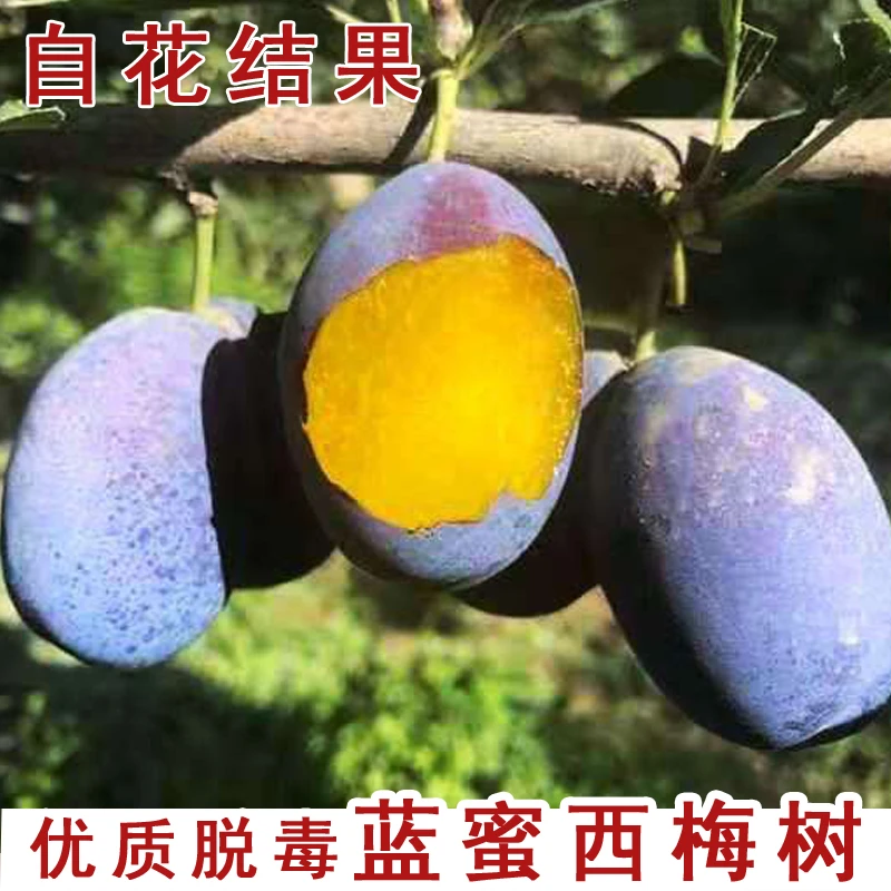新疆西梅树树苗嫁接耐寒蓝蜜西梅苗法兰西李盆栽庭院地栽当年结果