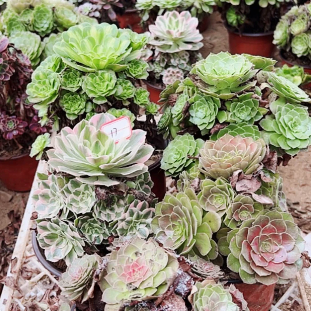 【闪购商品】无花朵17号套餐5颗多肉植物