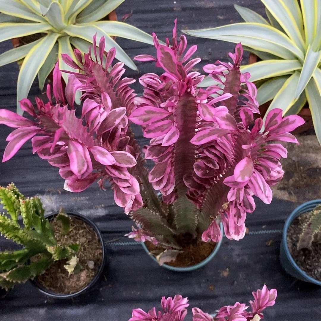 红蝴蝶一物一拍一物