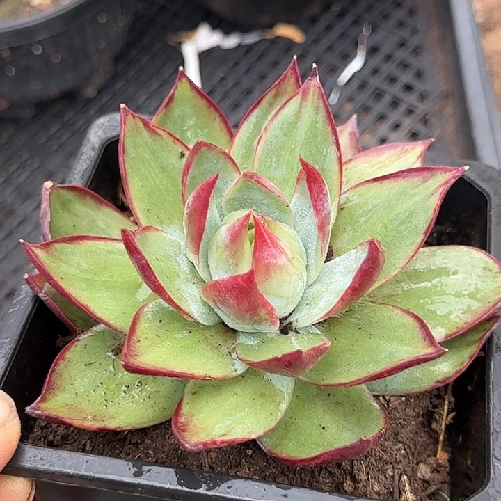 惊鸿一物一拍包装收缩花旱