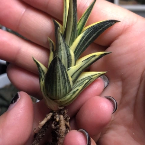 薄龙城锦哈哈哈哈哈哈哈哈哈哈