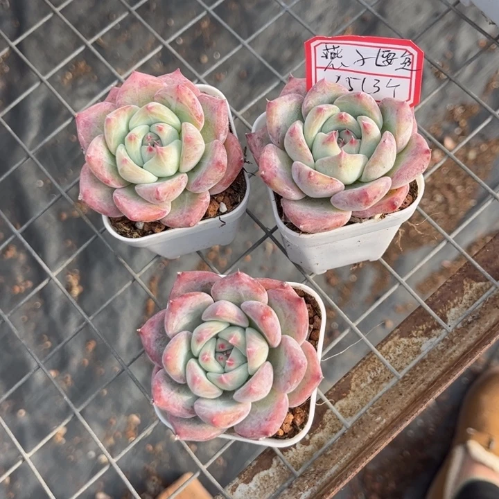 燕***子红拉糖5厘米盆，，，，，