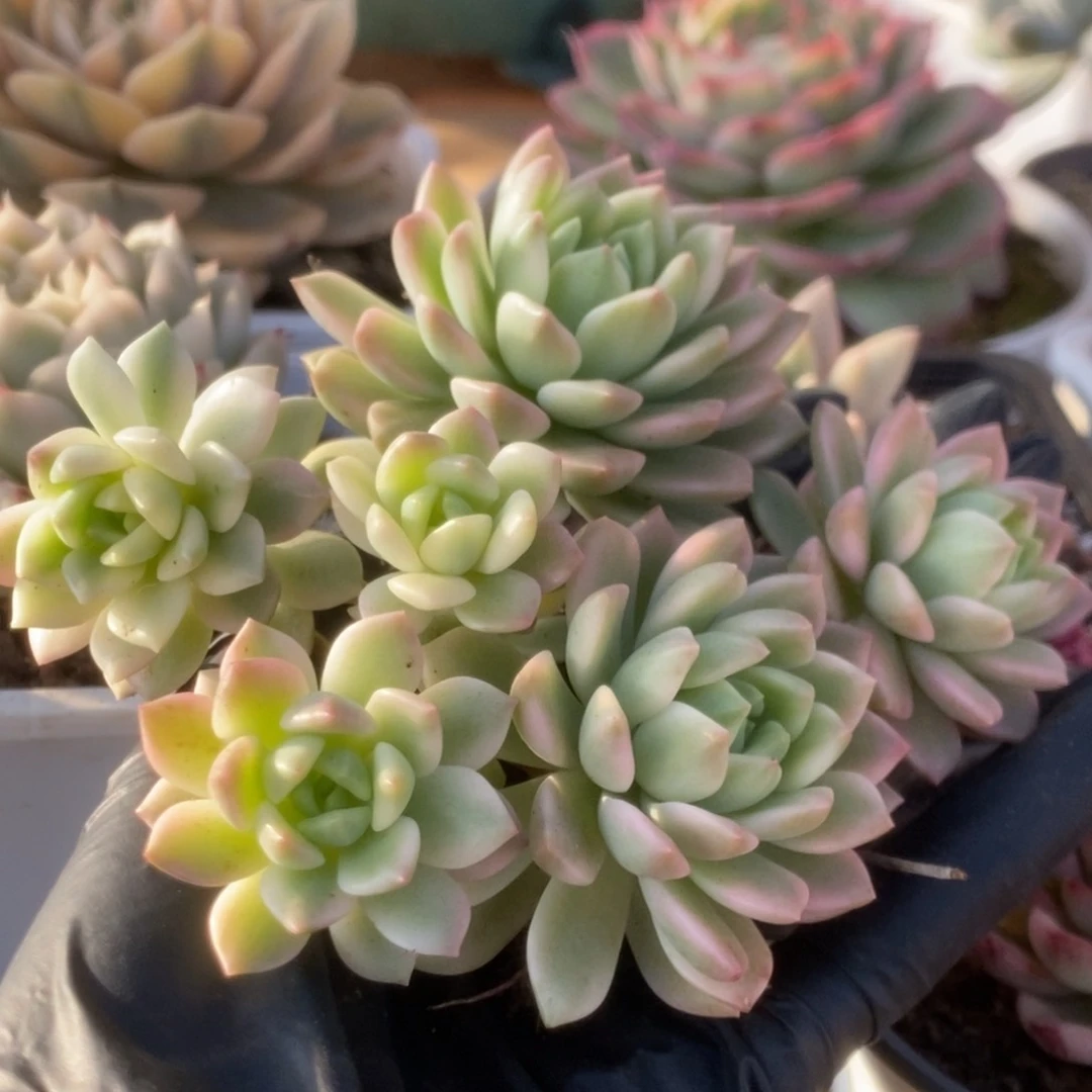 004马库斯锦锦锦锦锦锦