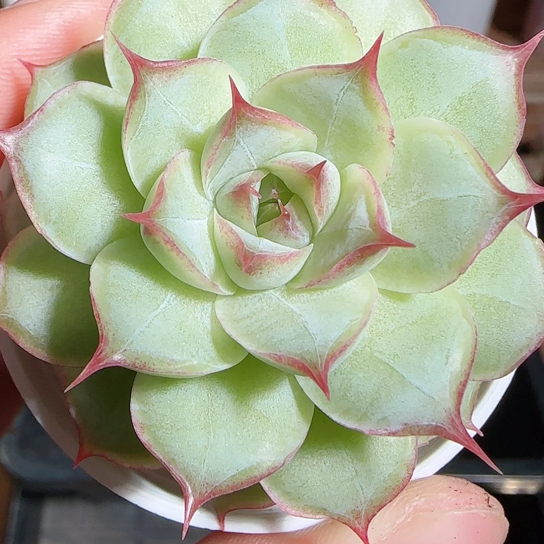 1109---32女王麦秆