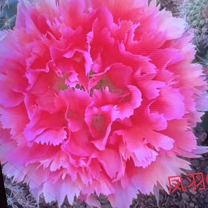 凤六侧芽4公分彩草