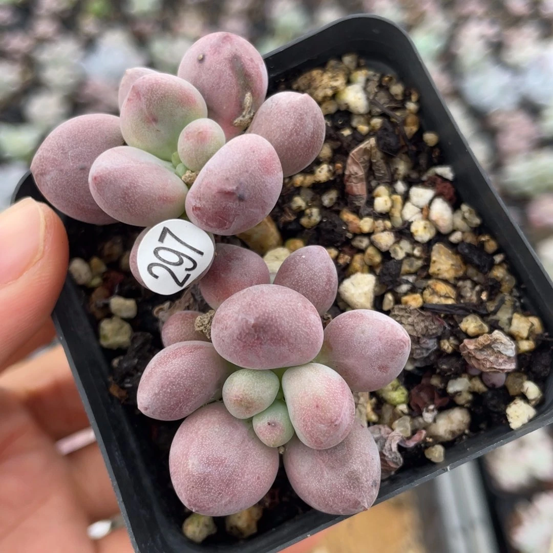 仙子奶酪多肉植物贵妃奶酪