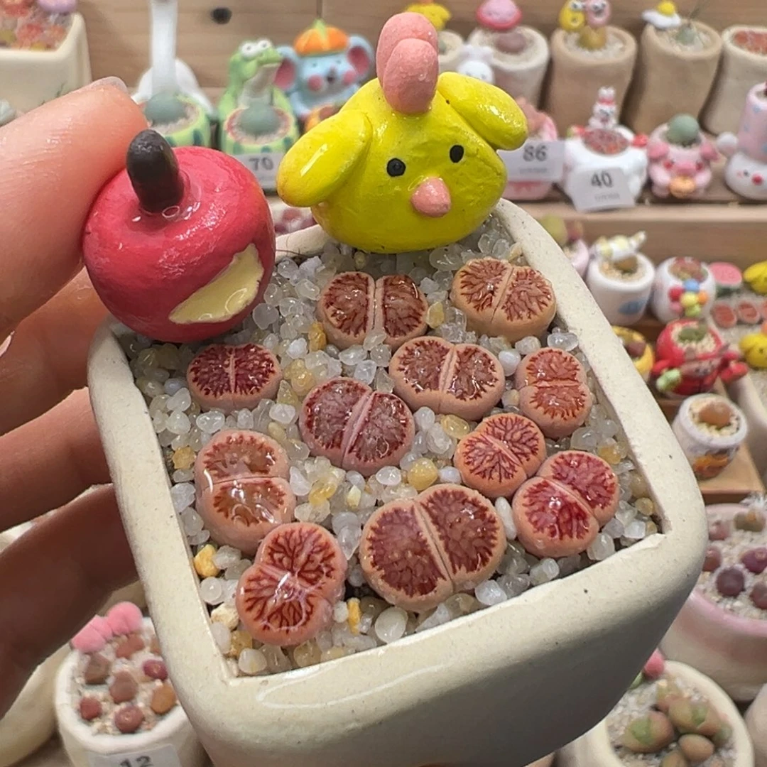 多肉植物93号红窗菊