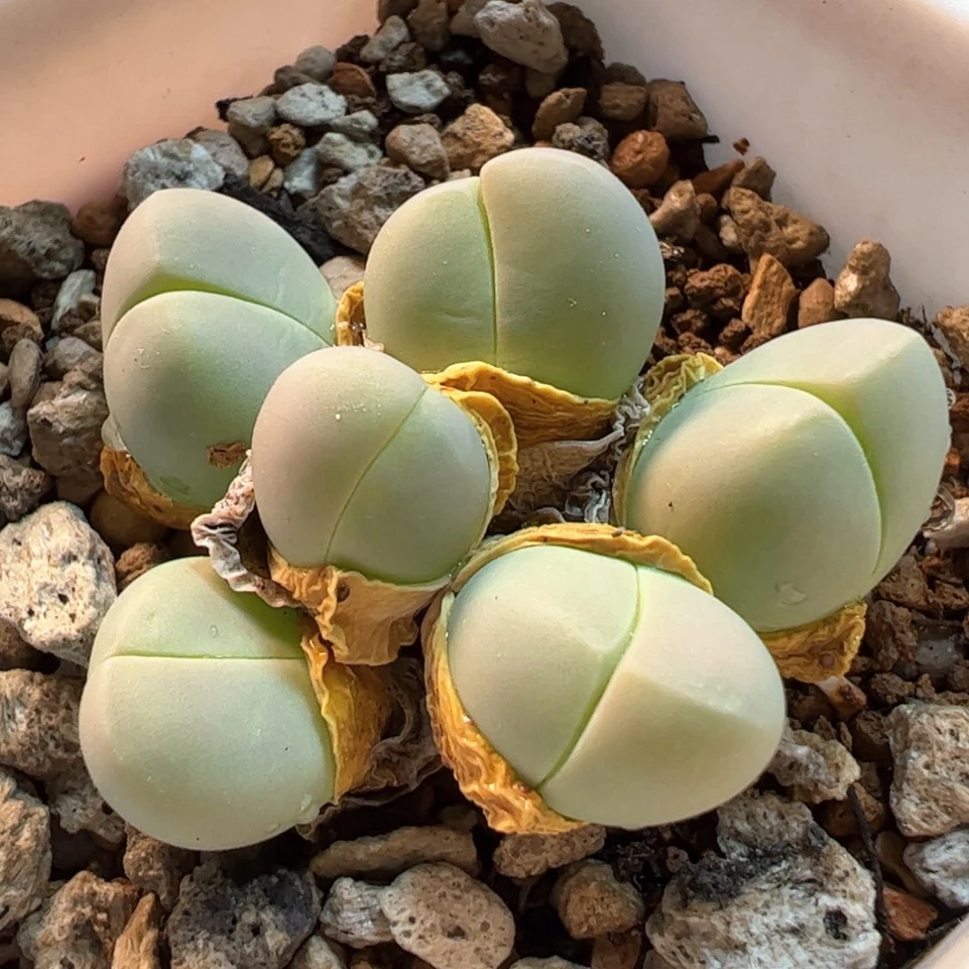 069多肉植物百科