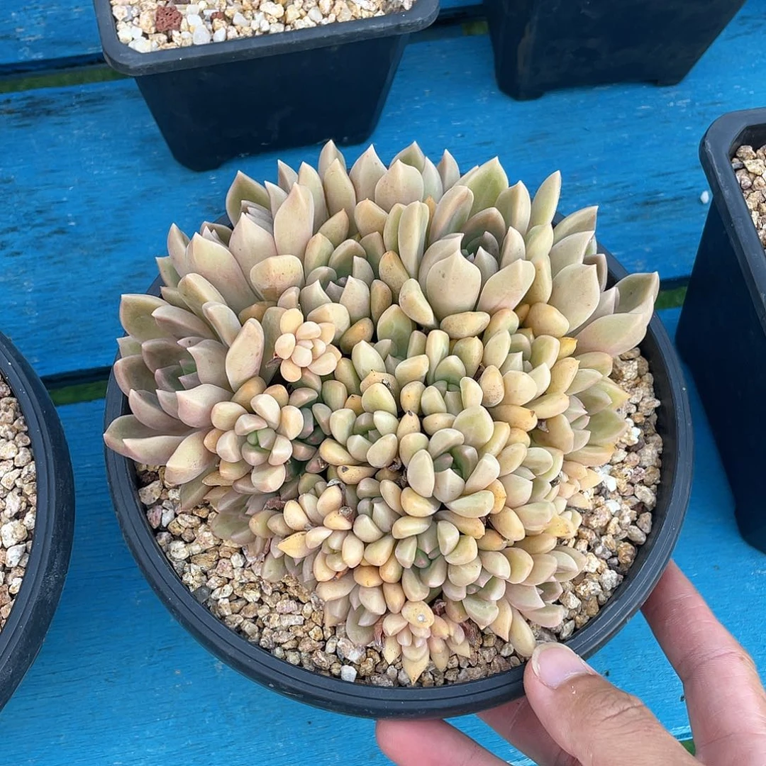 多肉植物脱土包邮