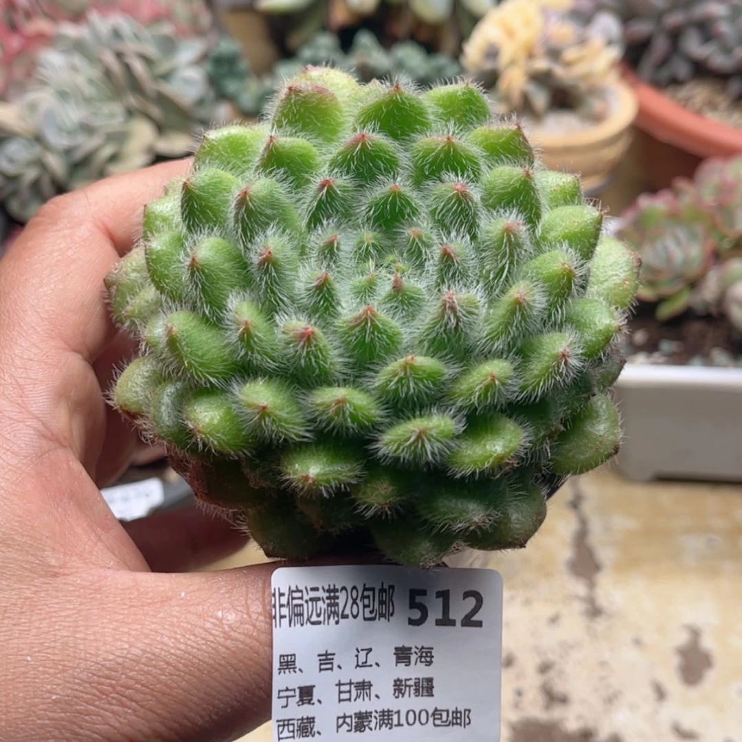 【闪购商品】512黄金果