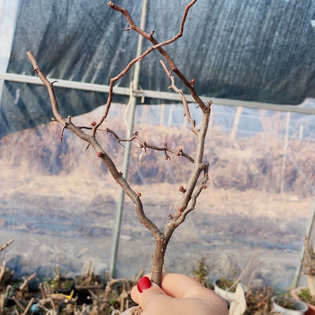 海棠海棠花盛开16.8