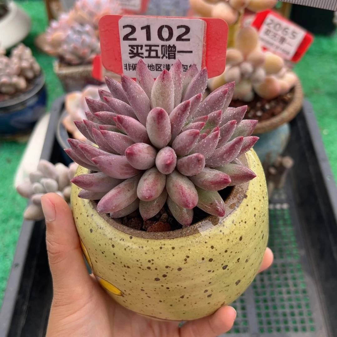 表妹精品多肉2102.