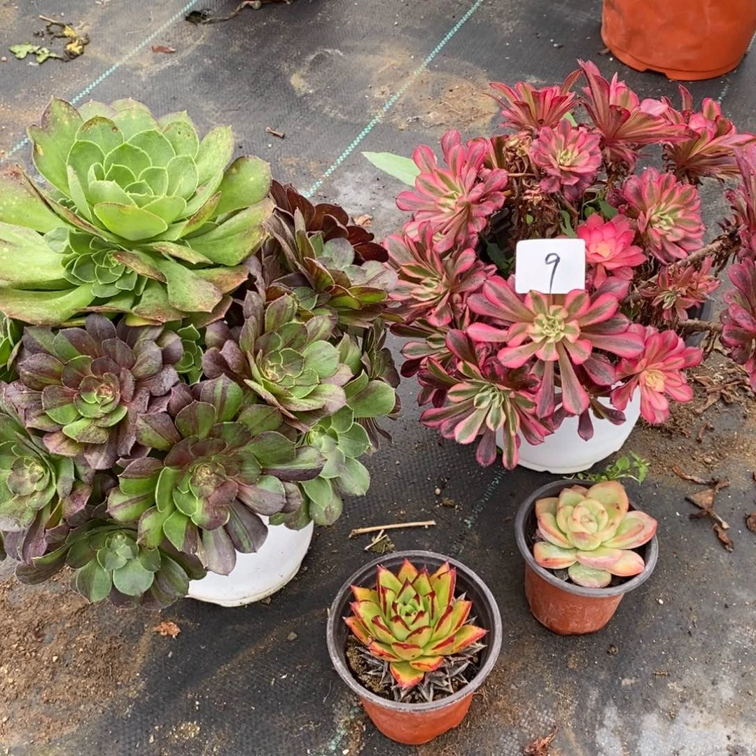 全部花朵多肉植物组合拼盘9