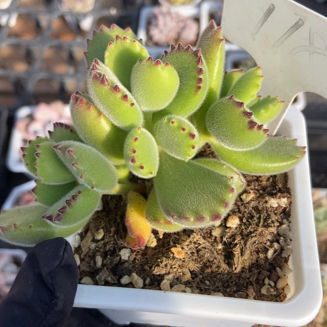 118熊童子多肉植物保护