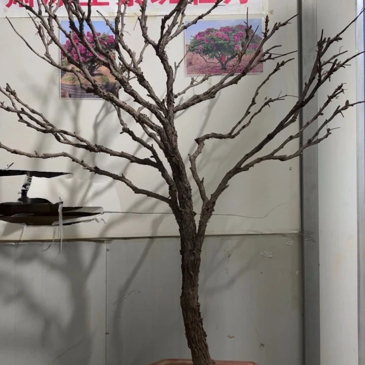 甘肃紫斑牡丹花王