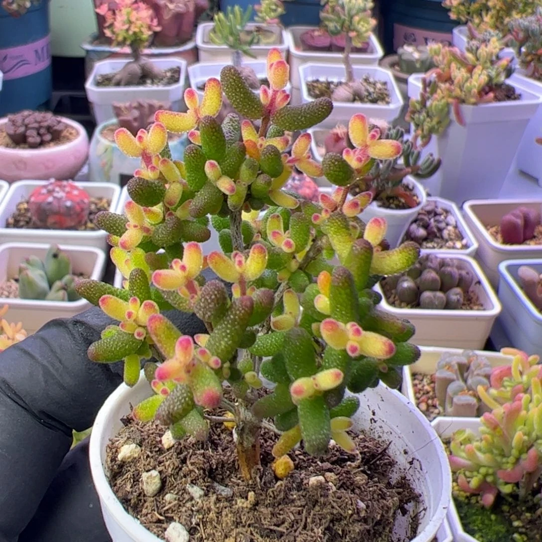 多肉植物枝干假飞机猪小老桩