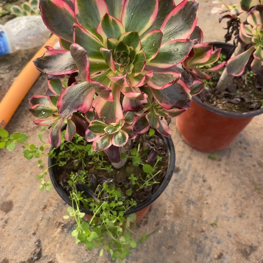 E. 116红魔女多肉1，cad