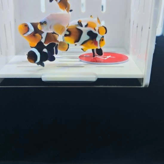 海水鱼瑕疵鱼8条包邮