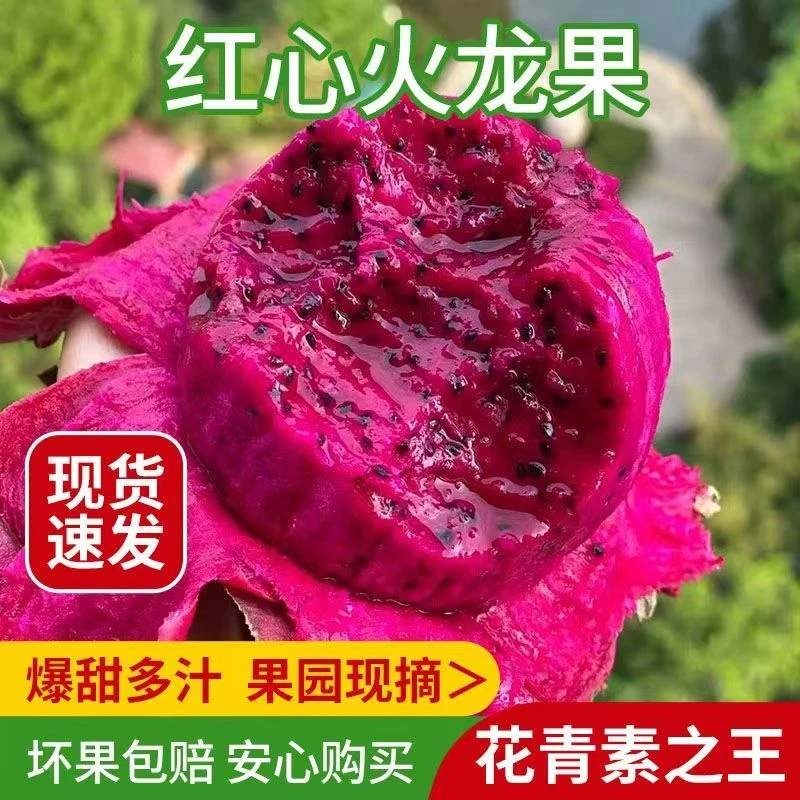 现摘现发广西金都一号红心火龙果当季新鲜水果整箱(会有皮皱)