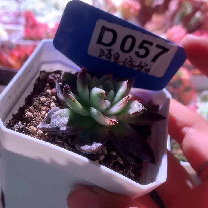 晴空珍妮锦有根有