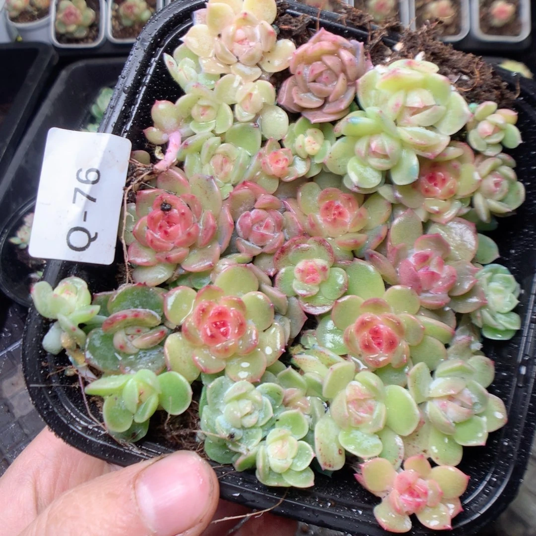 无花朵Q76。糖钻yyyyyy