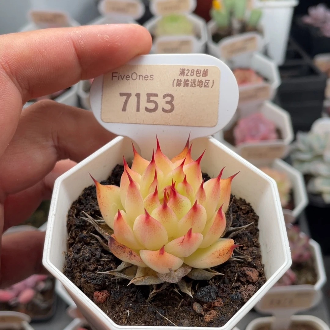 托斯卡内利7153-5厘米