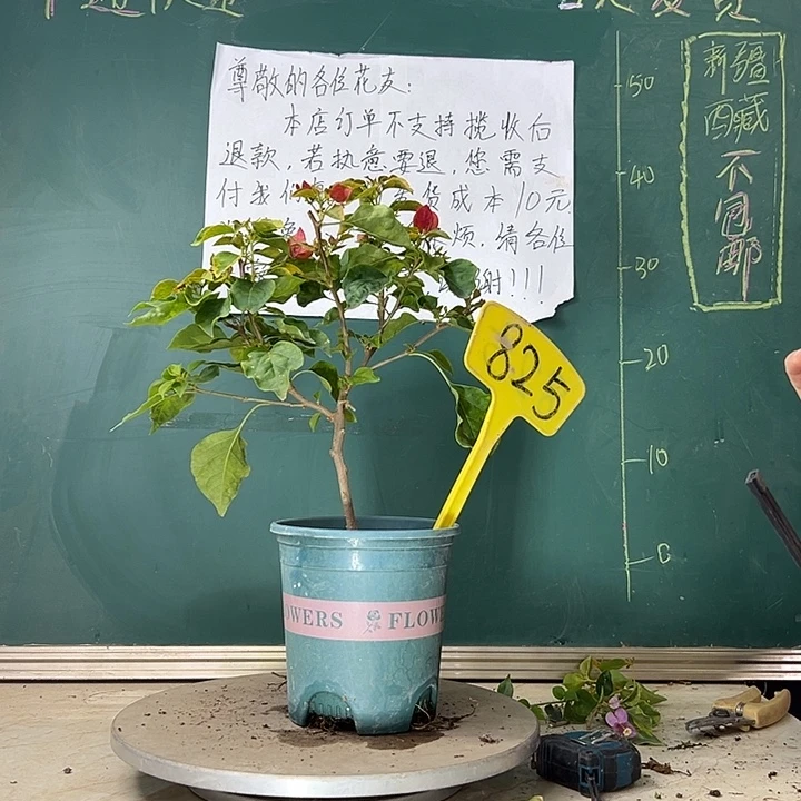 当前无花栽培后可以开花红九月 825