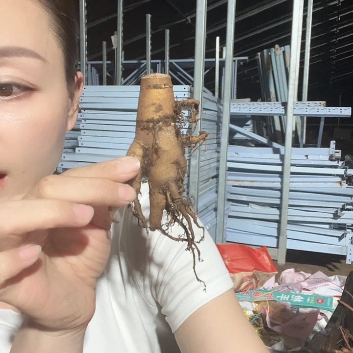 当前无花栽培后可以开花忠诚梦根