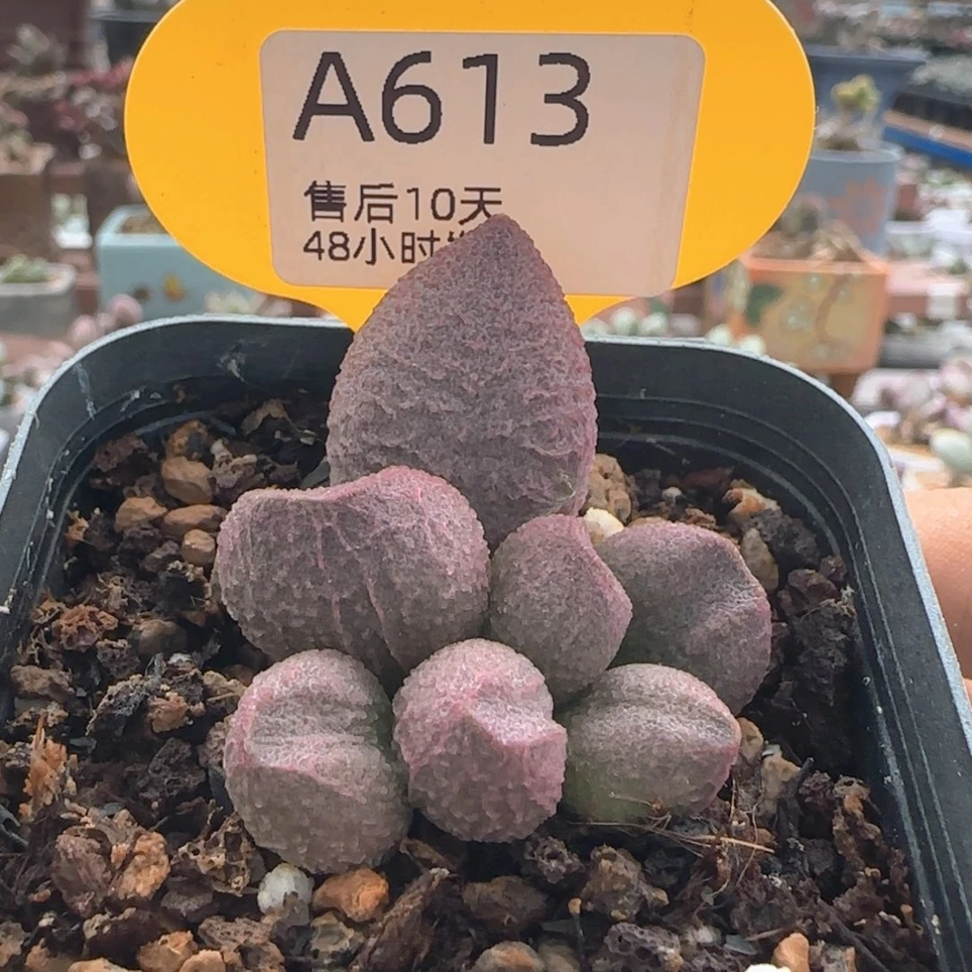 糖果。         613。