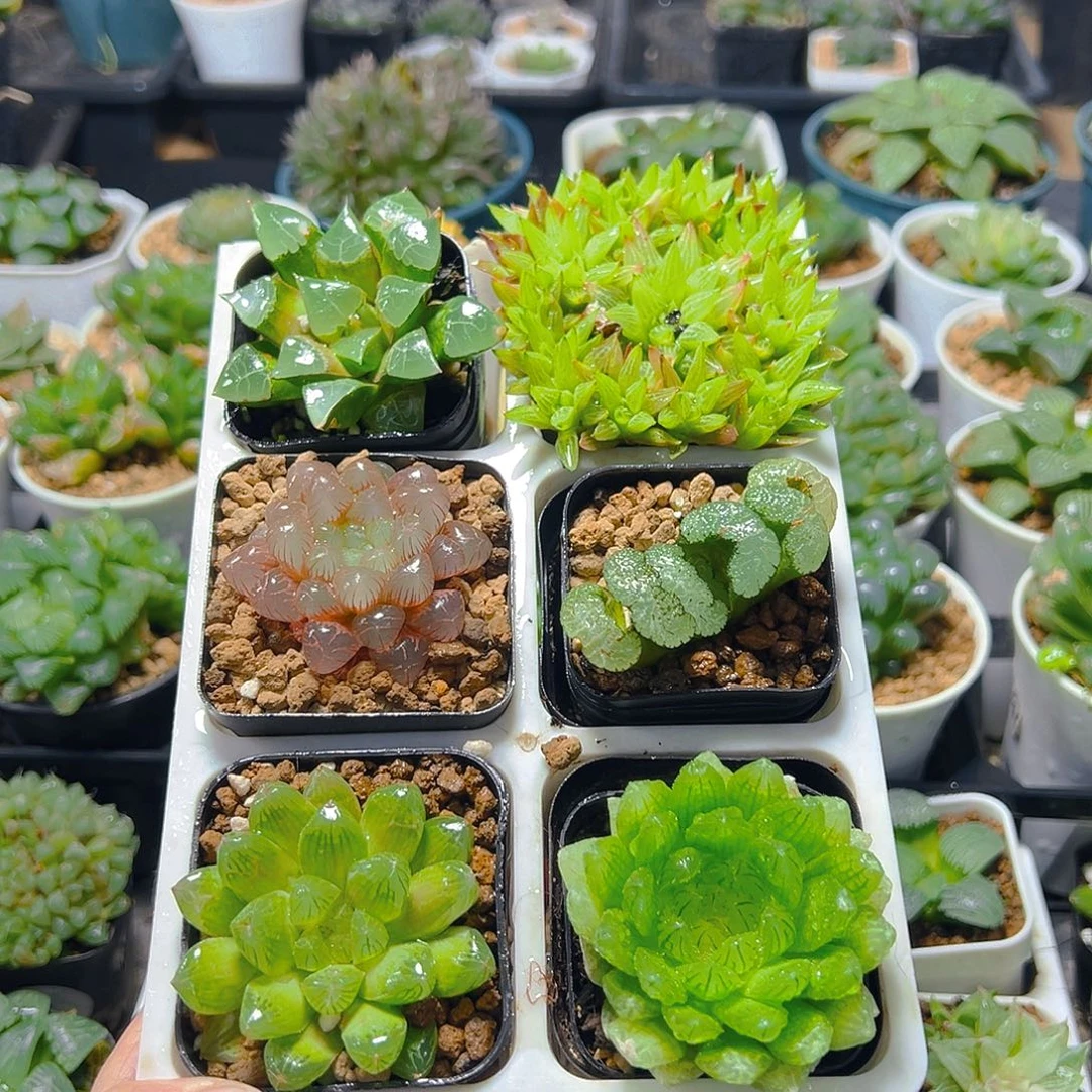 六盆玉露套餐多肉（不带托架）