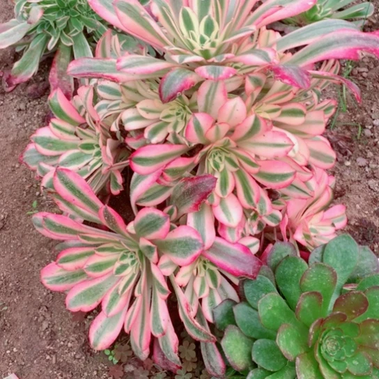 小*格多肉植物美度纱805