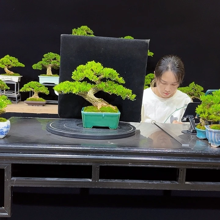 无花朵黄杨四季常青不落叶