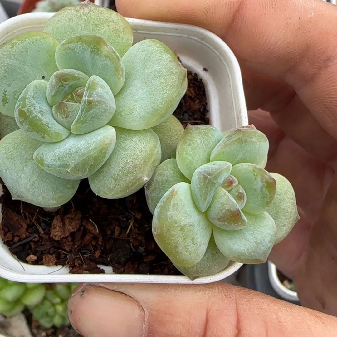 小卡拉米糖心一物一拍