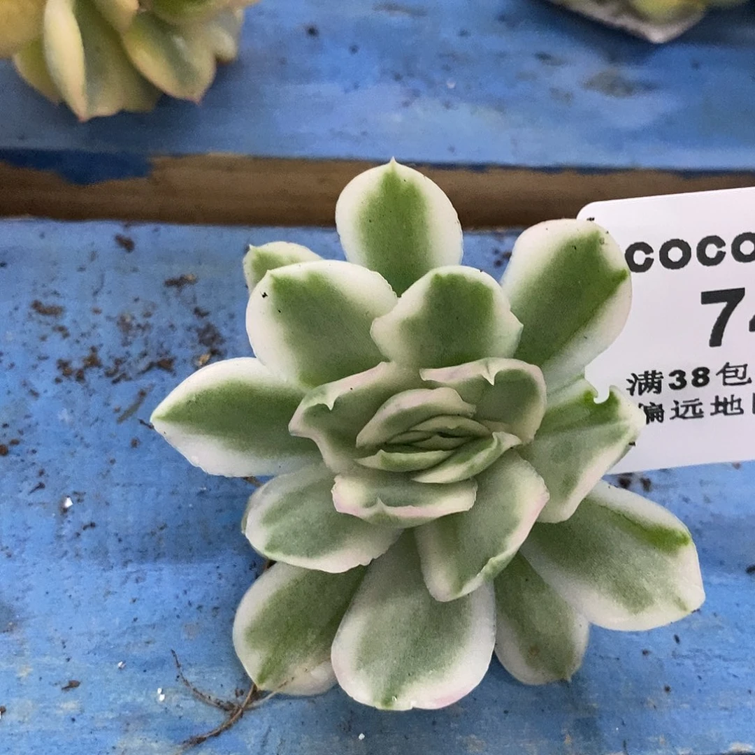 740紫蝴蝶锦炸多肉