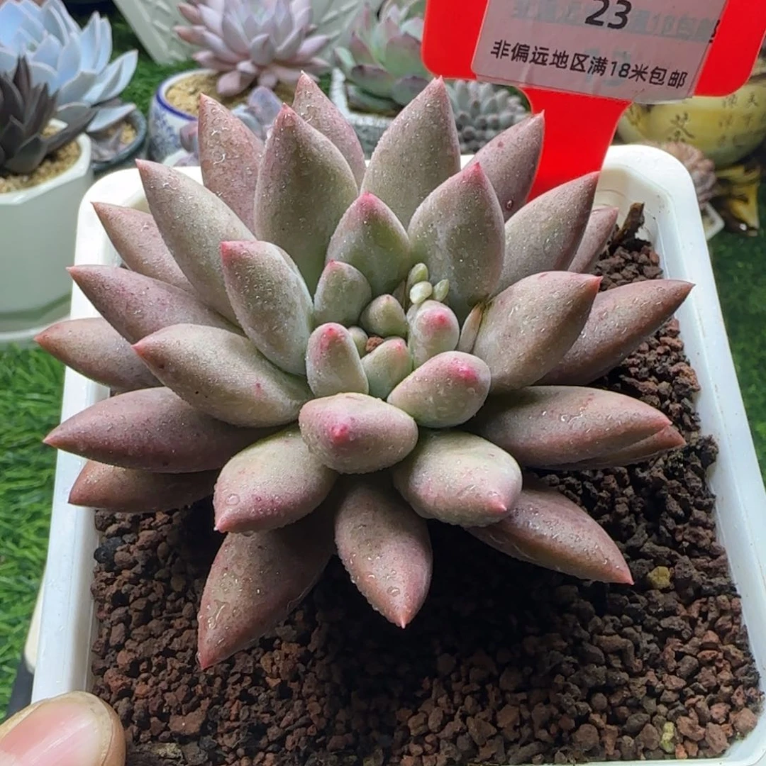 解忧多肉植物编号23