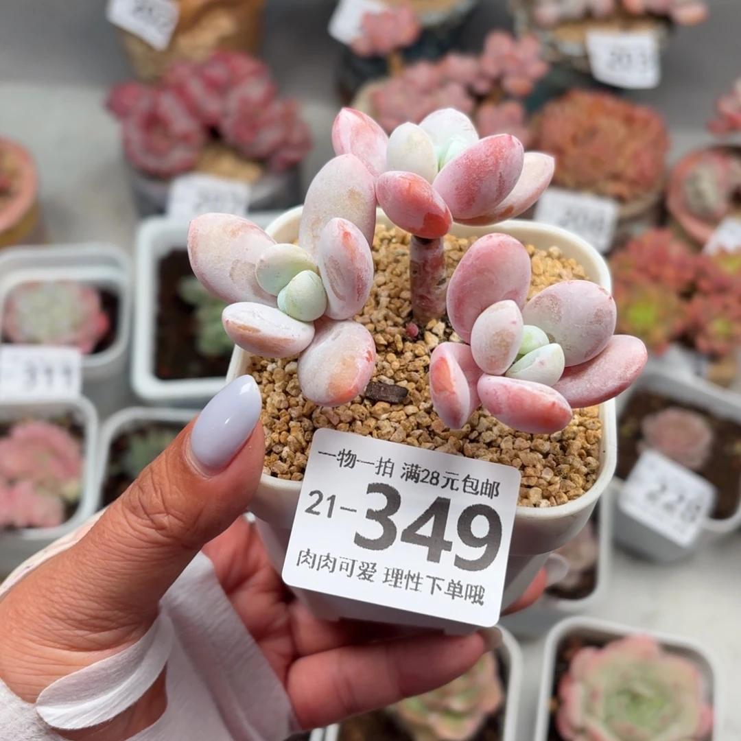 雪美人无盆土发货无