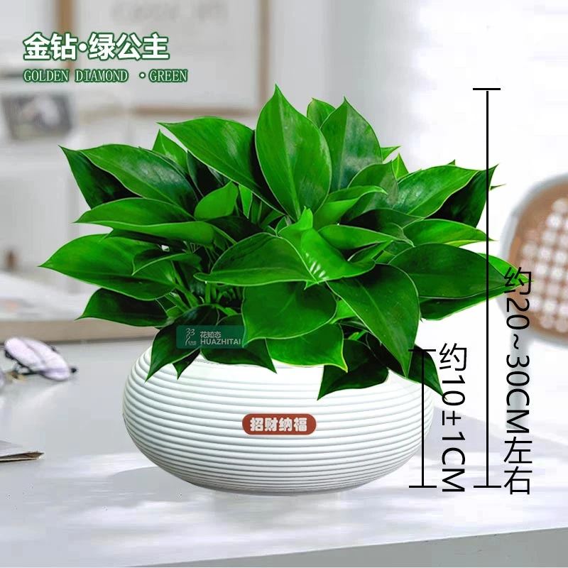 【大叶金钻蔓绿绒】室内桌面绿植盆栽好养护花卉美观植物20-30cm