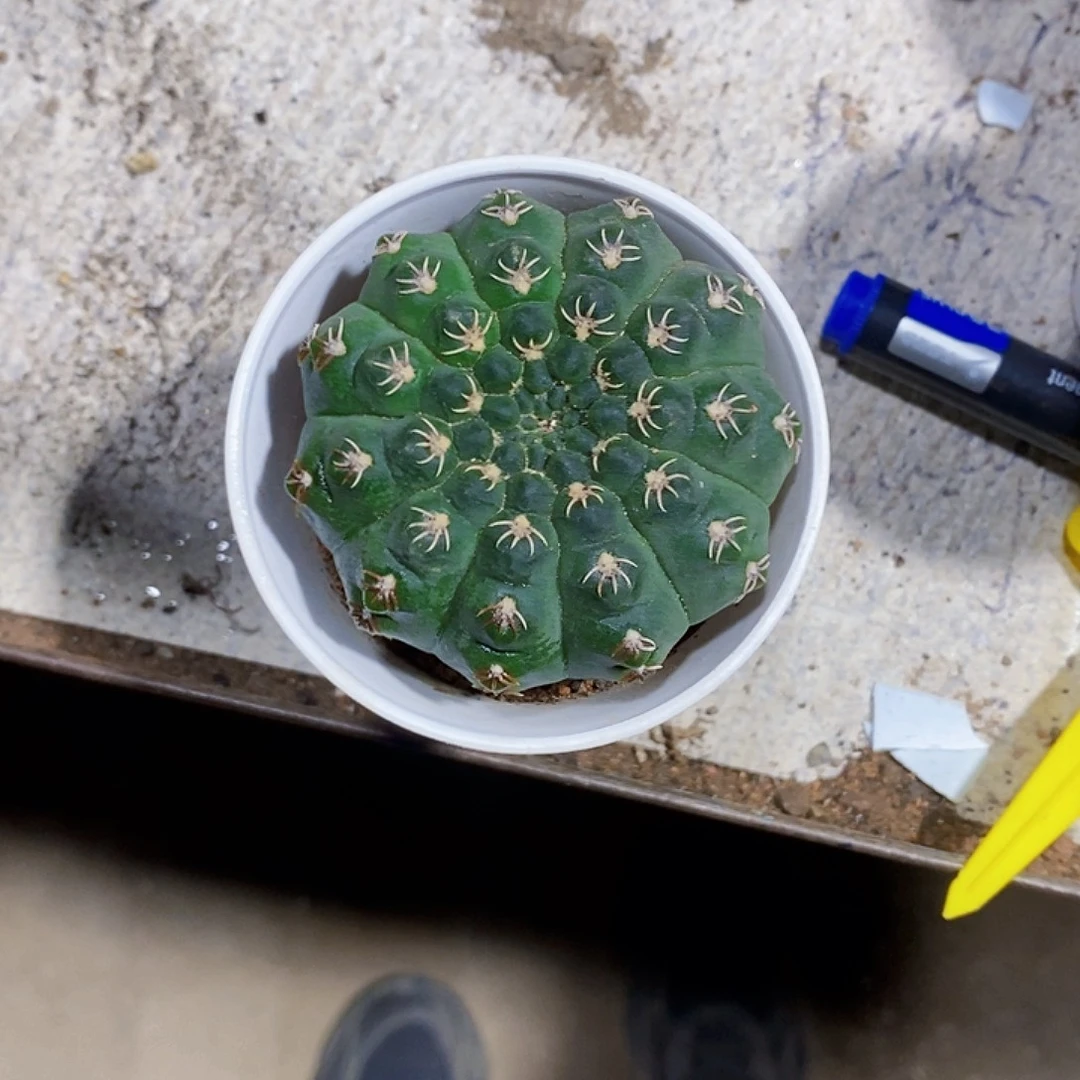 无花朵瑞星1111111111111111个