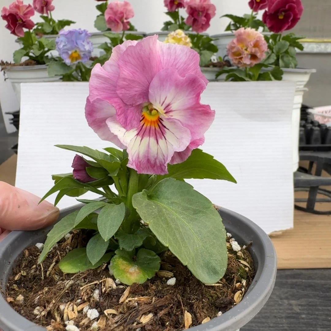 无花朵754号角堇