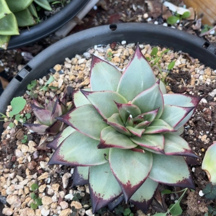 乌木拉丝锦。