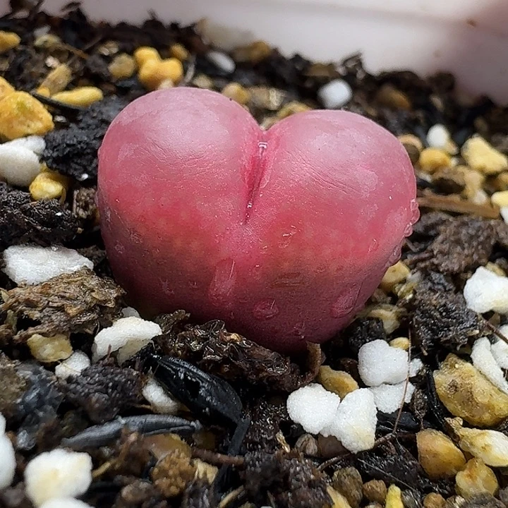 老马生石花吕红1737